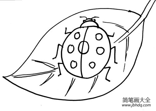 树叶陪伴七星瓢虫