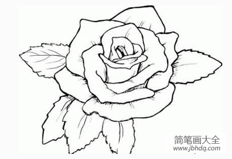 简笔画画玫瑰花 玫瑰花简笔画图片