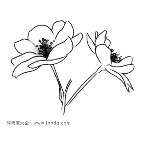 3.然后画花茎。