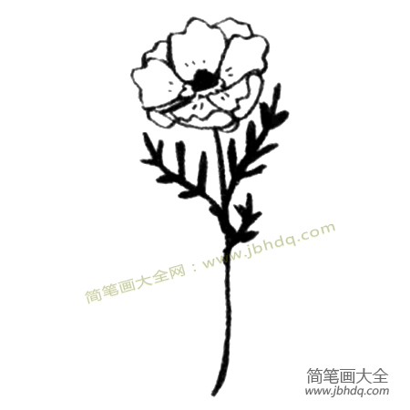 3.画出尖处细小部分已经干枯了的叶子就画好了。