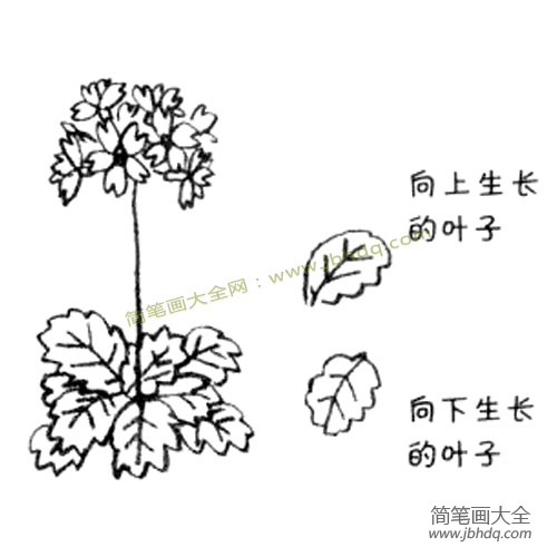 3.画出蔓延在根部的重叠着的叶子就画好了。