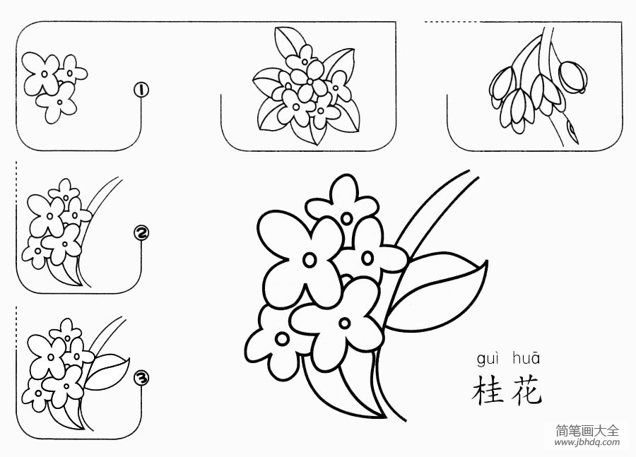 桂花怎么画