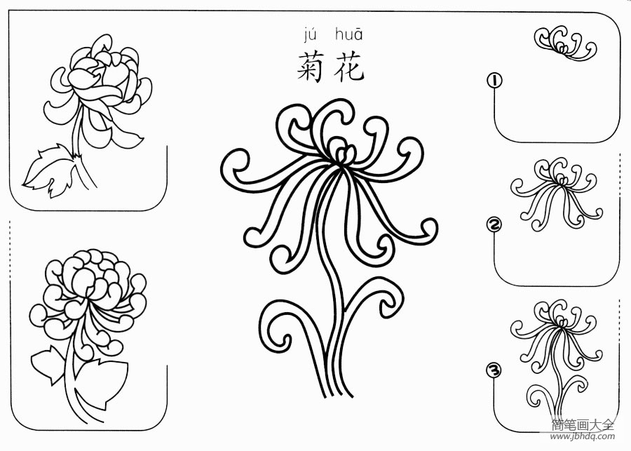 菊花怎么画