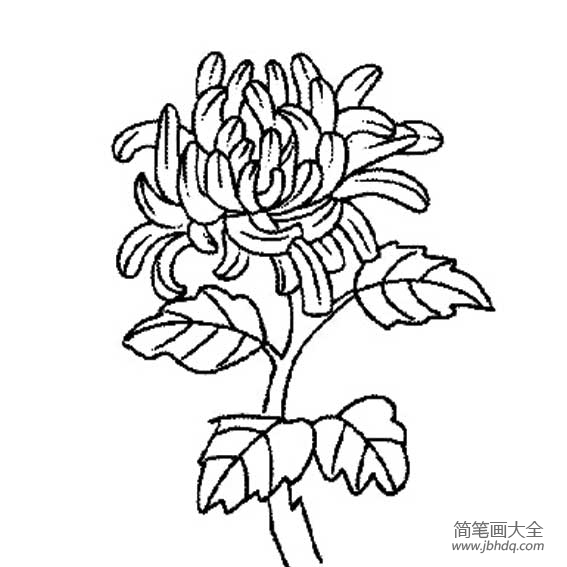 如何画菊花的简笔画图片