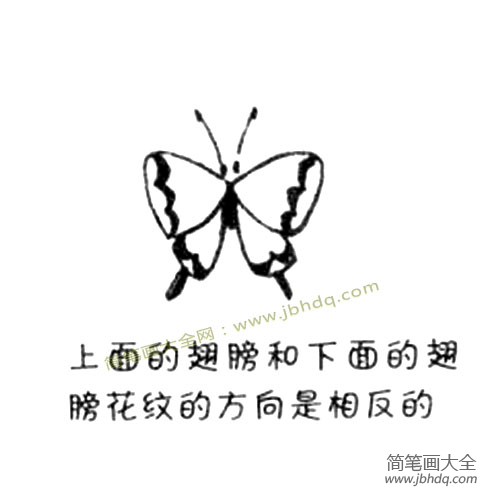 2.在翅膀上画出大大的花纹来。