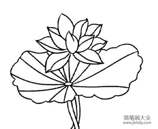 荷花简笔画图片大全 荷花手绘简笔画图片