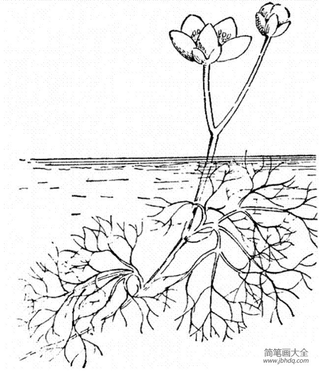 花朵图片 毛莨简笔画画法