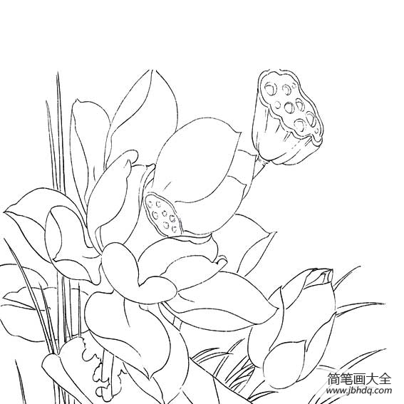 描绘荷花的简笔画