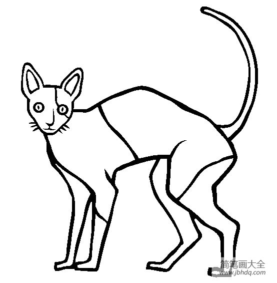 猫咪图片 柯尼斯卷毛猫简笔画