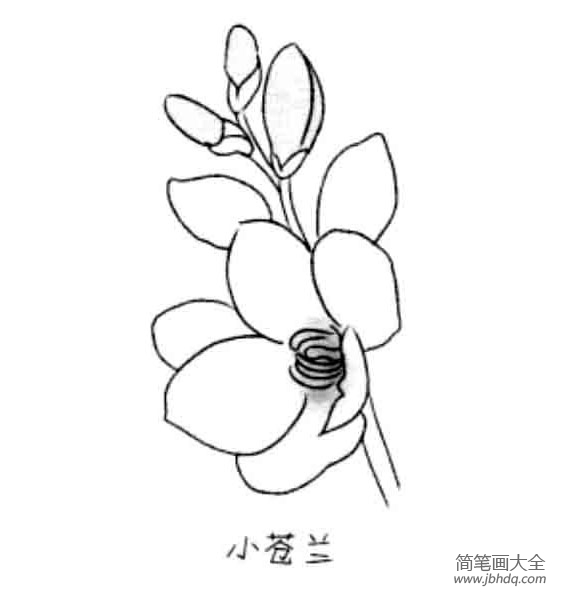 儿童花朵简笔画小苍兰