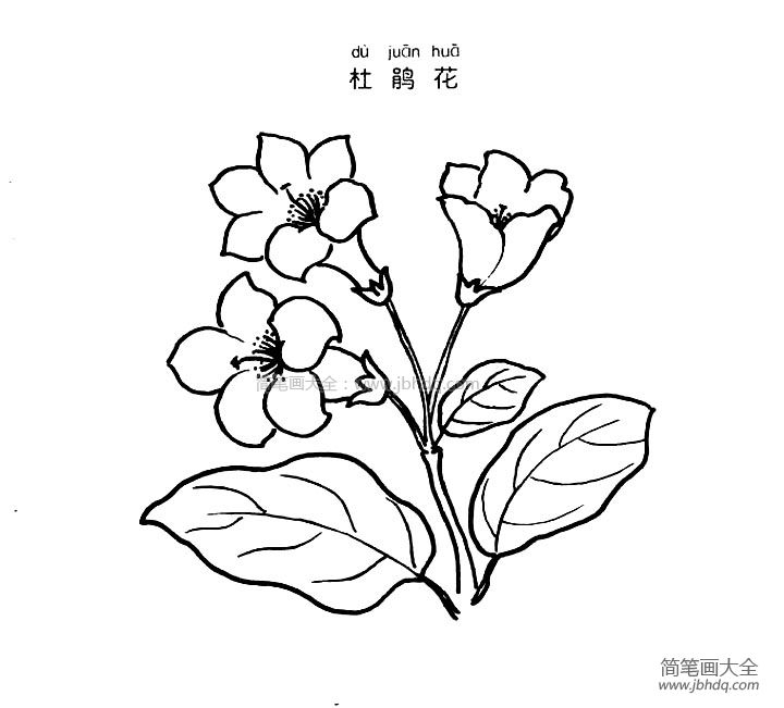 杜鹃花简笔画图片