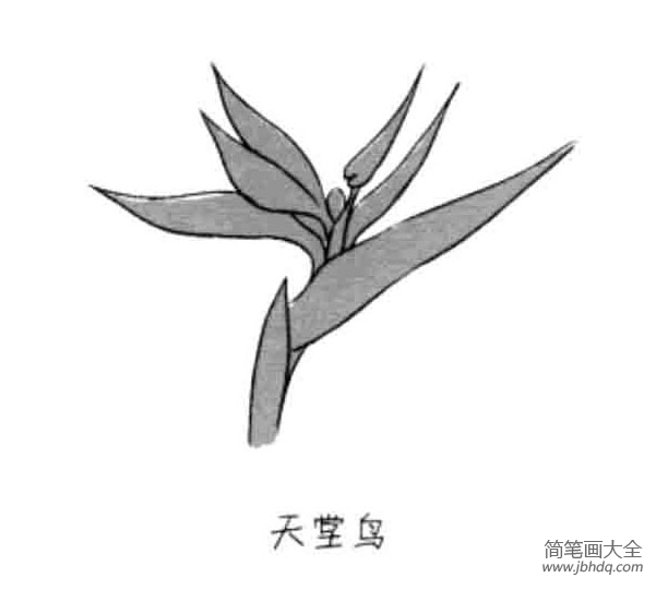 儿童花朵简笔画天堂鸟