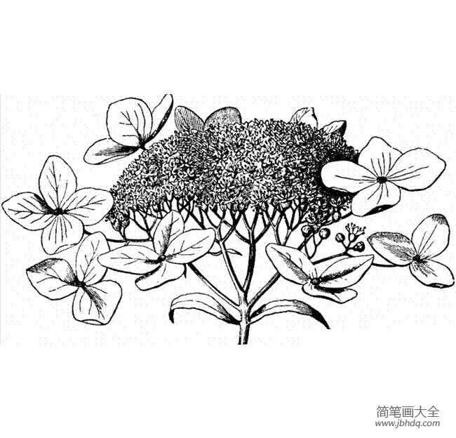 花朵简笔画 绣球花简笔画图片