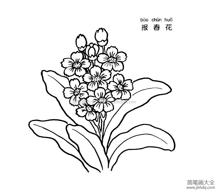 报春花简笔画