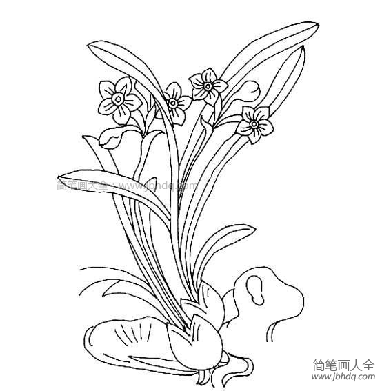 关于水仙花的简笔画