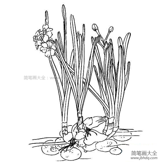 儿童水仙花简笔画