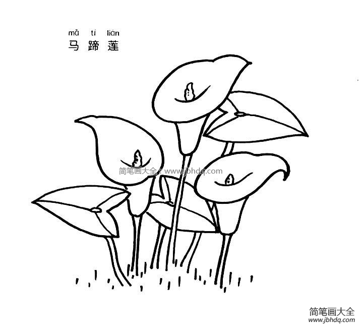 马蹄莲简笔画