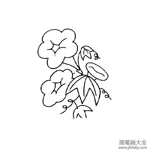 花朵简笔画 小巧可爱的牵牛花简笔画图片