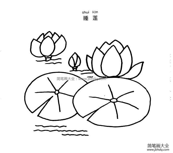 睡莲简笔画