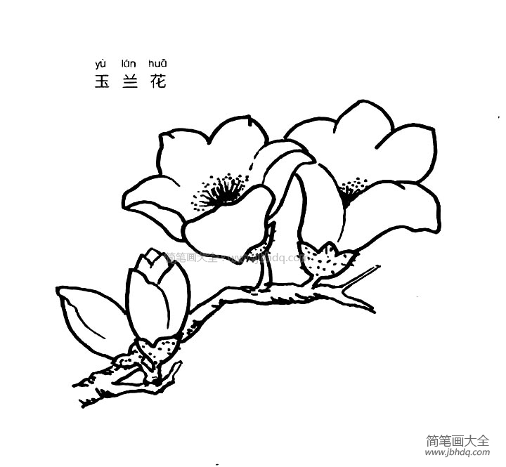 玉兰花简笔画图片