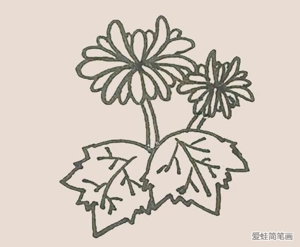 菊花简笔画