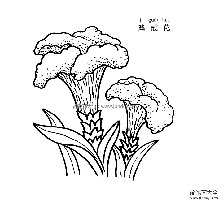 鸡冠花简笔画图片