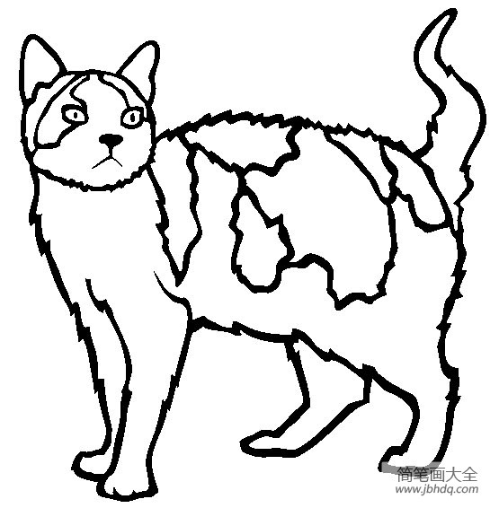 猫咪图片 美国刚毛猫简笔画