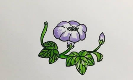 牵牛花简笔画