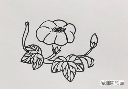 牵牛花简笔画