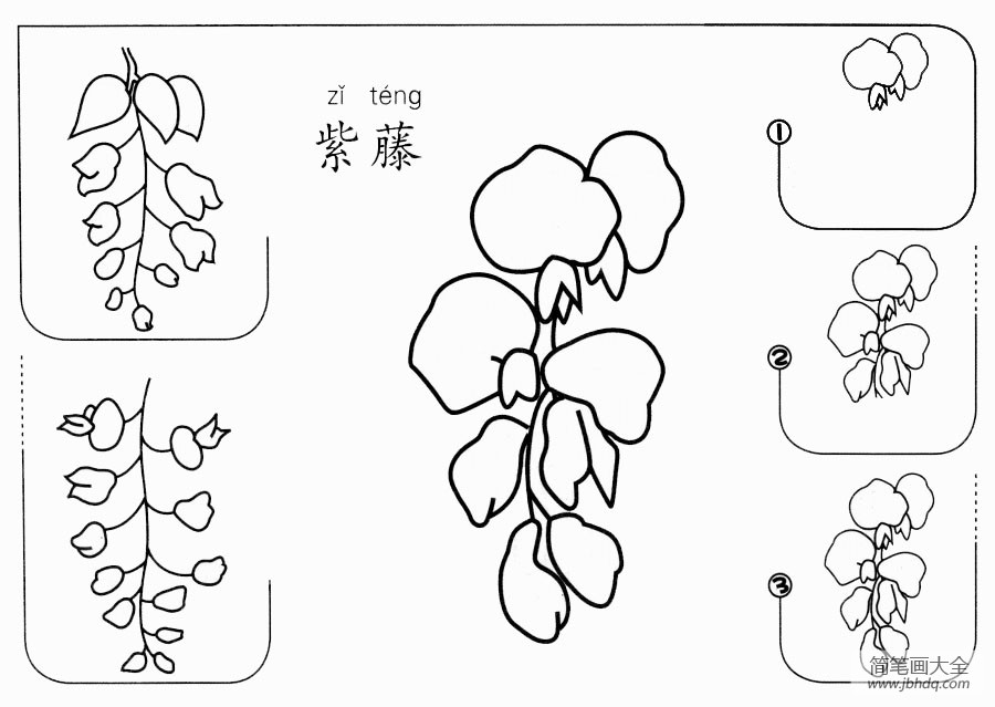 紫藤怎么画