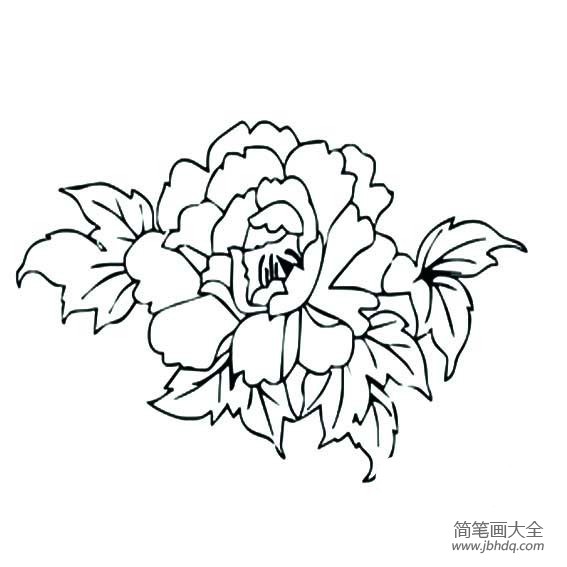 花朵简笔画 牡丹花简笔画图片大全