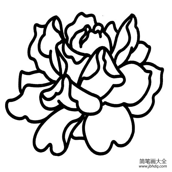 漂亮的牡丹花简笔画