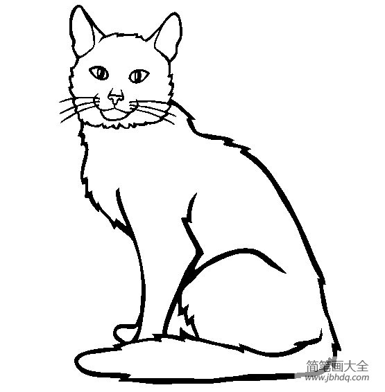 猫咪图片 索马里猫简笔画