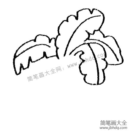 芭蕉树简笔画大全及画法步骤