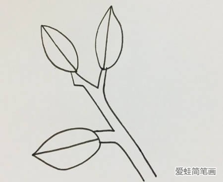 冬青树简笔画