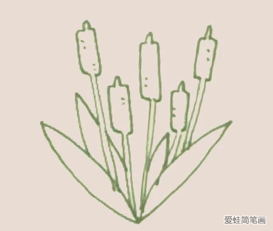 香蒲简笔画