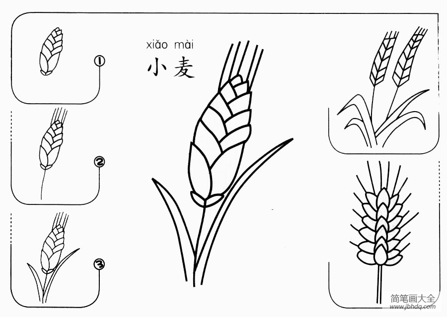 小麦怎么画