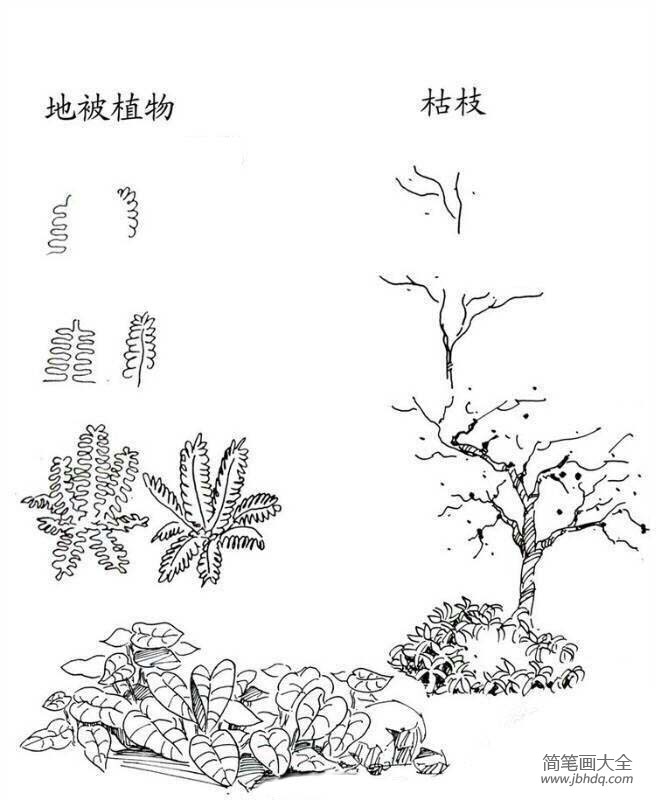 植物图片 地被植物和枯枝简笔画画法