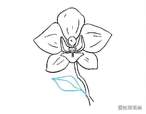 一朵兰花简笔画