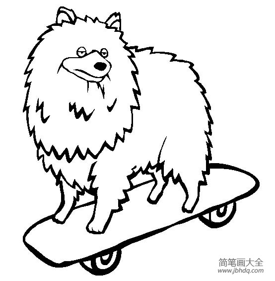 小狗图片大全 荷兰毛狮犬简笔画