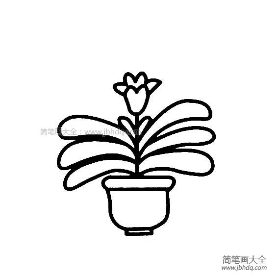 花盆里的花朵简笔画