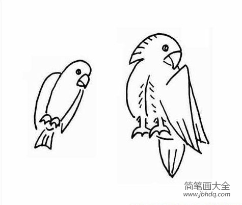 鹦鹉的简笔画大全