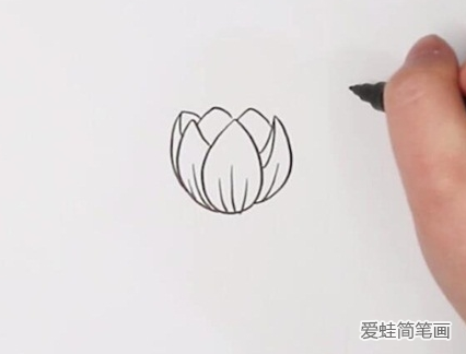 郁金香简笔画